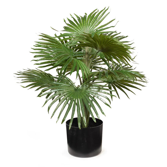 Palm Fan Plant - 56 cm