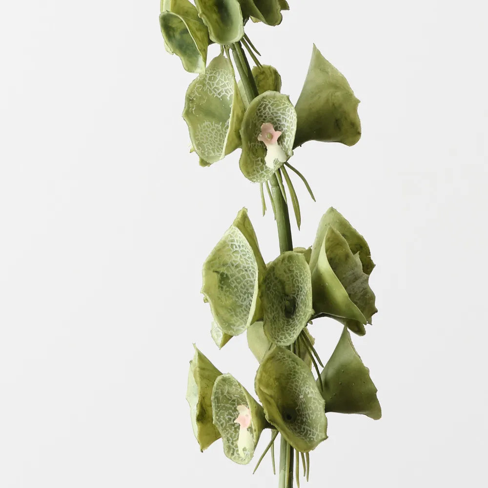Bell of Ireland 71 cm Stem