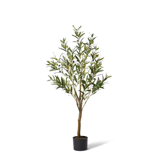 Potted Olive Tree 122cm