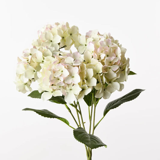 Hydrangea Bush - Cream Pink