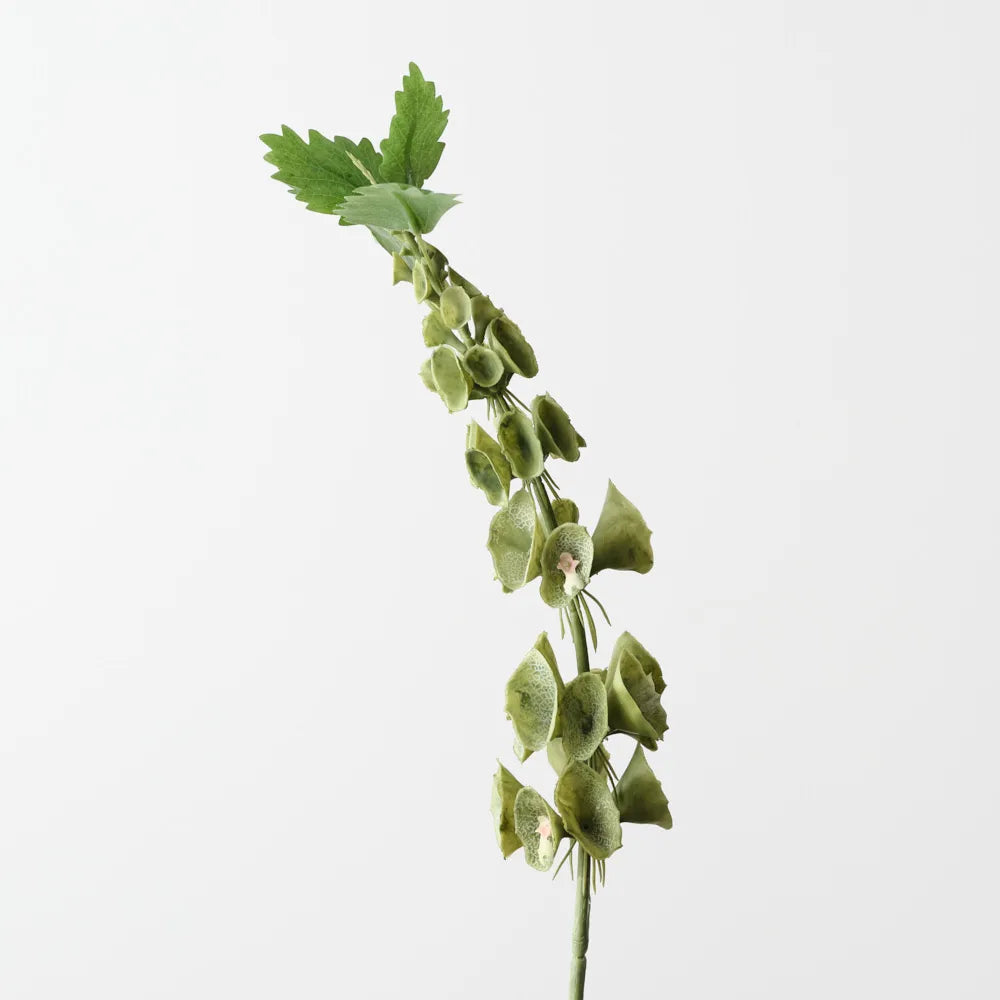 Bell of Ireland 71 cm Stem